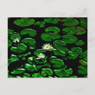 Lotus Vykort