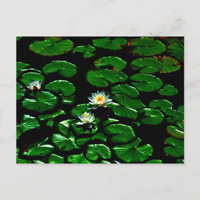 Lotus Vykort (Framsida)