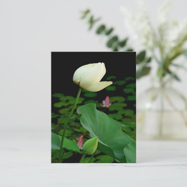 Lotus Vykort (Stående Fram)