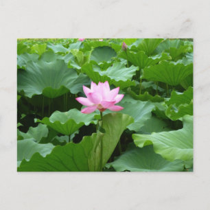 Lotus vykort