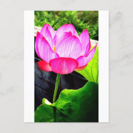 Lotus Vykort