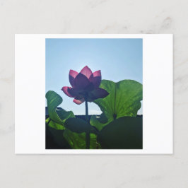 Lotus Vykort