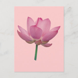 Lotus Vykort
