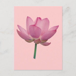 Lotus Vykort