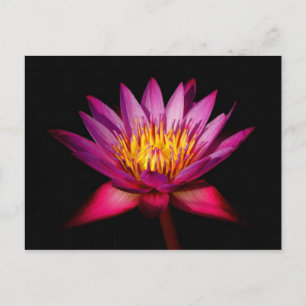 Lotus Vykort
