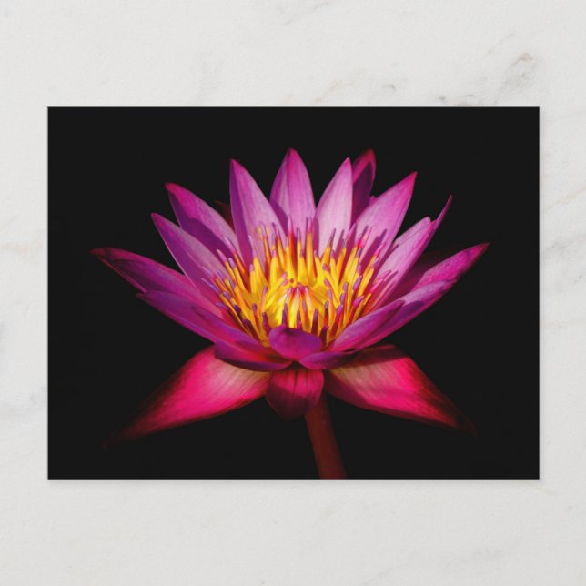 Lotus Vykort (Framsida)