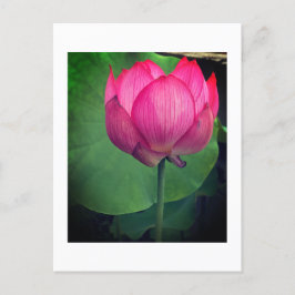 Lotus Vykort