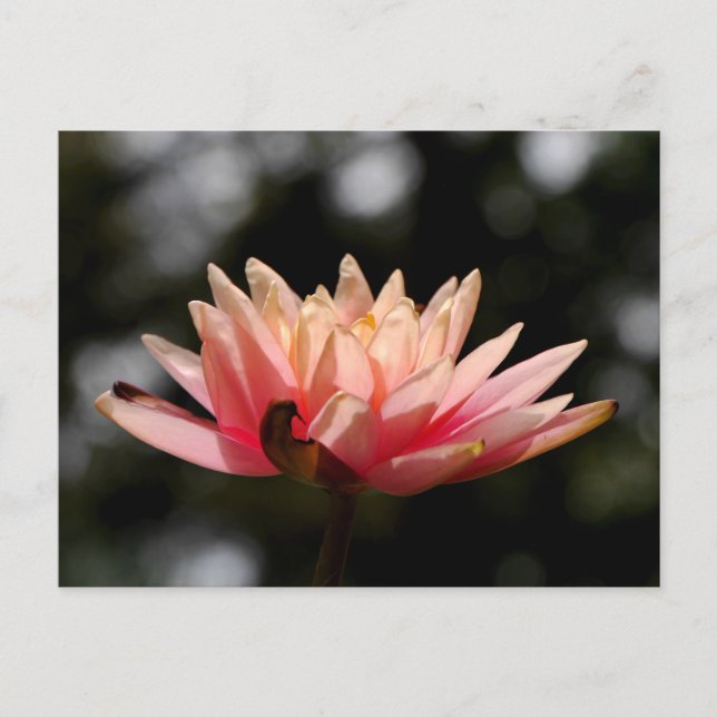 Lotus Vykort (Framsida)