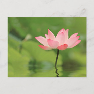 Lotus Zen Vykort