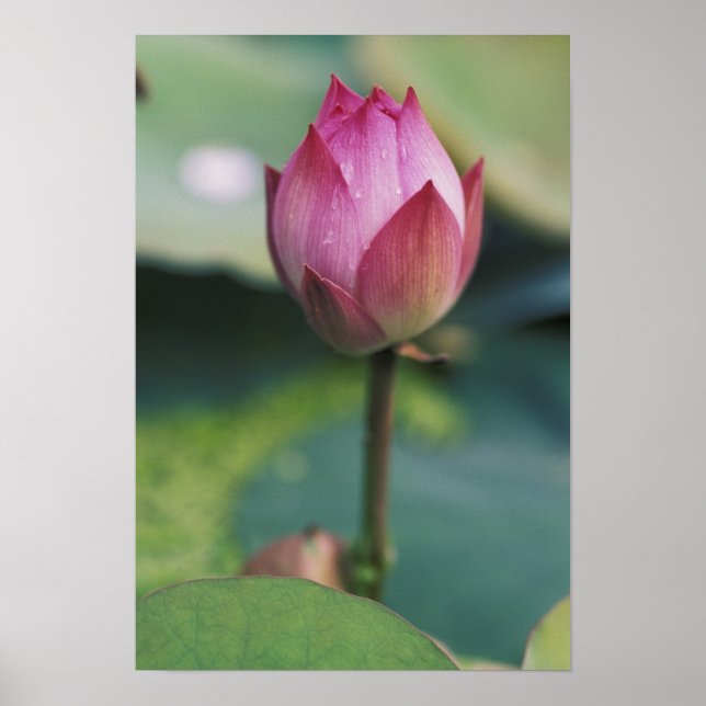 Lotusblomknopp, Hangzhou, Zhejiang-provinsen, Poster (Framsidan)