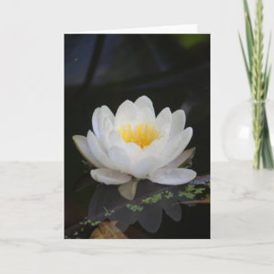 Lotusblomma #2360 kort