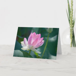 Lotusblomma #2444 kort