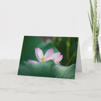 Lotusblomma #2525 kort