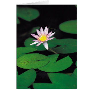 Lotusblomma Hälsningskort