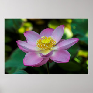 Lotusblomma i blom, Indonesien Poster
