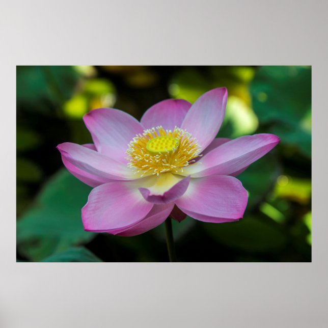 Lotusblomma i blom, Indonesien Poster (Framsidan)