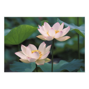 Lotusblomma i blom, Kina Fototryck