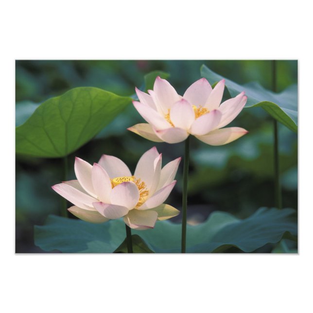 Lotusblomma i blom, Kina Fototryck (Framsidan)