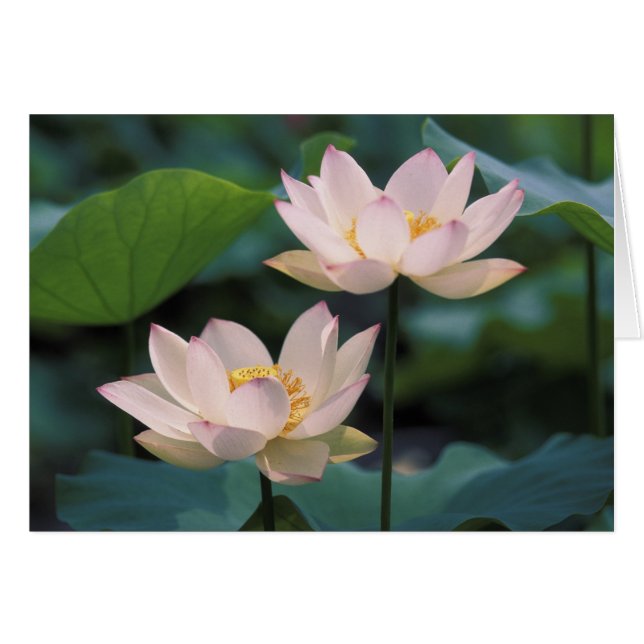Lotusblomma i blom, Kina Hälsningskort (Framsidan Horizontal)