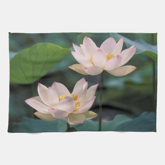 Lotusblomma i blom, Kina Kökshandduk (Horisontell)