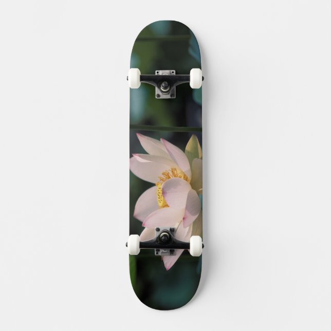 Lotusblomma i blom, Kina Old School Skateboard Bräda 21,6 Cm (Framsida)