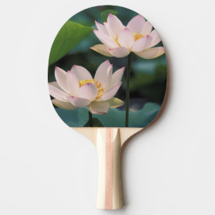 Lotusblomma i blom, Kina Pingisracket