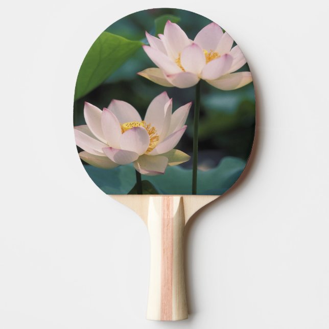 Lotusblomma i blom, Kina Pingisracket (Framsidan)