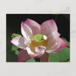 Lotusblomma Meddelande Vykort