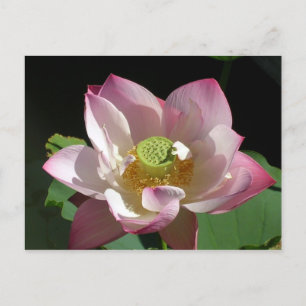 Lotusblomma Meddelande Vykort