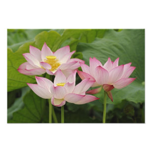 Lotusblomma, Nelumbo nucifera, Kina 2 Fototryck