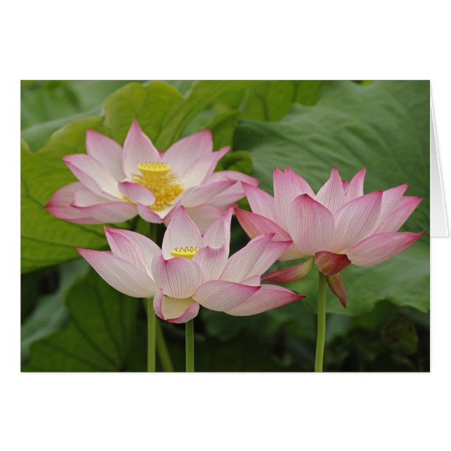 Lotusblomma, Nelumbo nucifera, Kina 2 Hälsningskort (Framsidan Horizontal)
