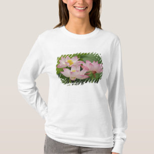 Lotusblomma, Nelumbo nucifera, Kina 2 Tee