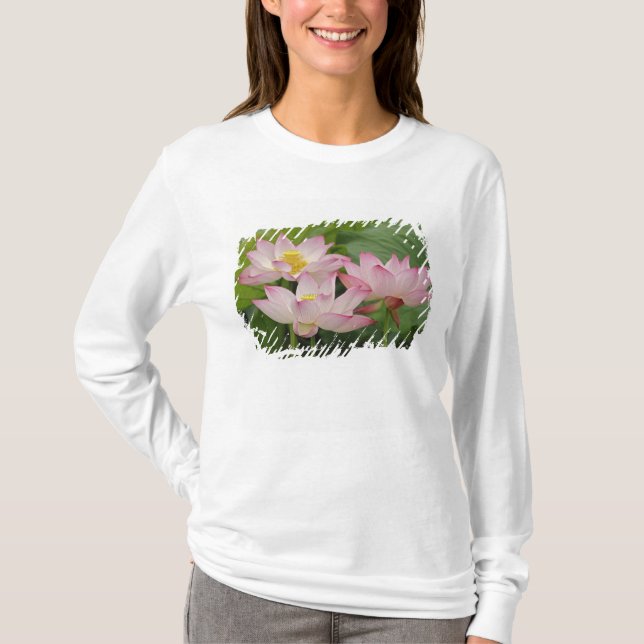 Lotusblomma, Nelumbo nucifera, Kina 2 Tee (Framsida)