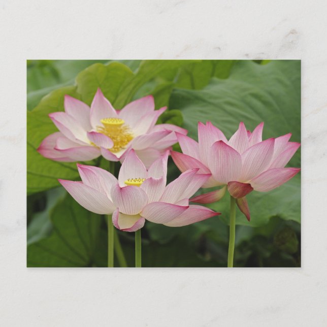Lotusblomma, Nelumbo nucifera, Kina 2 Vykort (Framsida)