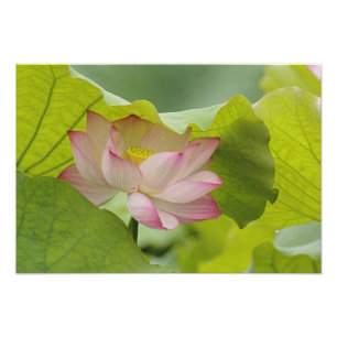 Lotusblomma, Nelumbo nucifera, Kina Fototryck