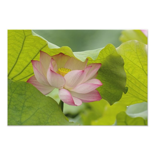 Lotusblomma, Nelumbo nucifera, Kina Fototryck (Framsidan)