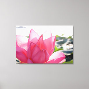 Lotusblomma [Nelumbo speciosum] i full blomning Canvastryck