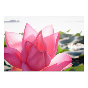 Lotusblomma [Nelumbo speciosum] i full blomning Fototryck