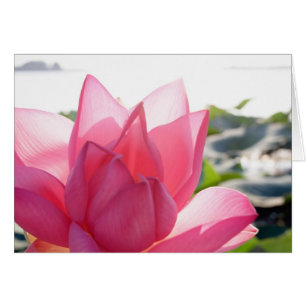 Lotusblomma [Nelumbo speciosum] i full blomning Hälsningskort