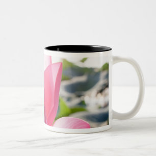 Lotusblomma [Nelumbo speciosum] i full blomning Två-Tonad Mugg
