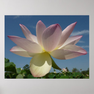Lotusblomma och blå himmel II Poster