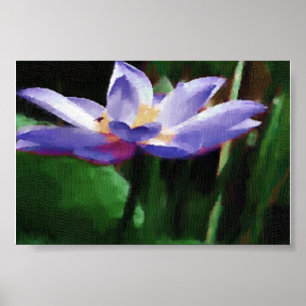lotusblomma poster