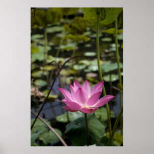 Lotusblomma Poster