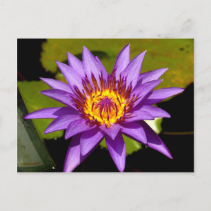 lotusblomma vykort