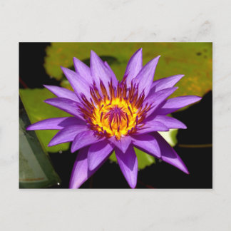 lotusblomma vykort