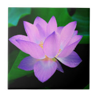 Lotusblommablomma