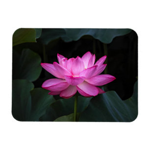 Lotusblommablomma Magnet