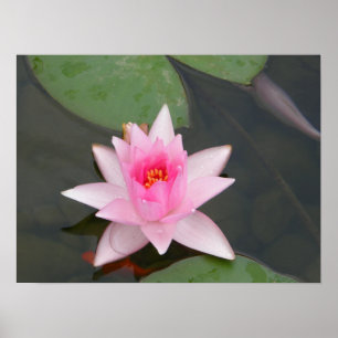 Lotusblommablomma/näckros Poster