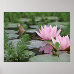 Lotusblommablomma/näckros Poster