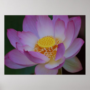 Lotusblommablomma och dess menande poster